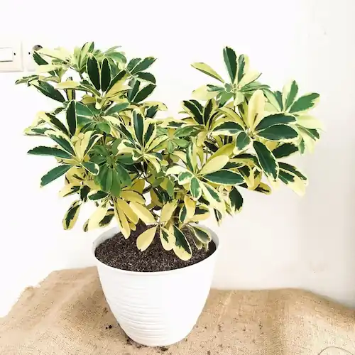 Dwarf Umbrella Tree